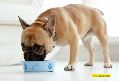 Can Cats Eat Dog Food?